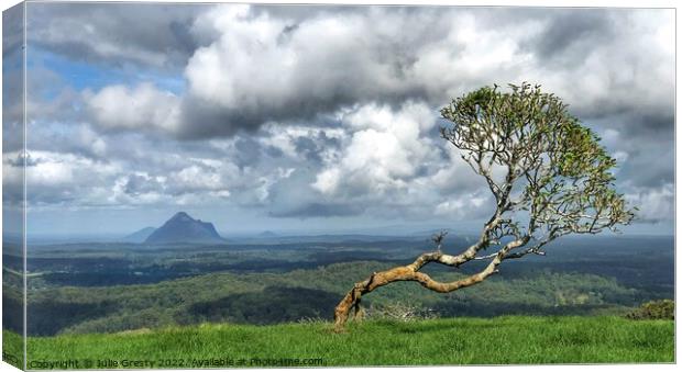 Lone Tree in Glass House Mountains Queensland Canvas Print by Julie Gresty