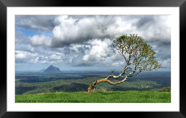 Lone Tree in Glass House Mountains Queensland Framed Mounted Print by Julie Gresty