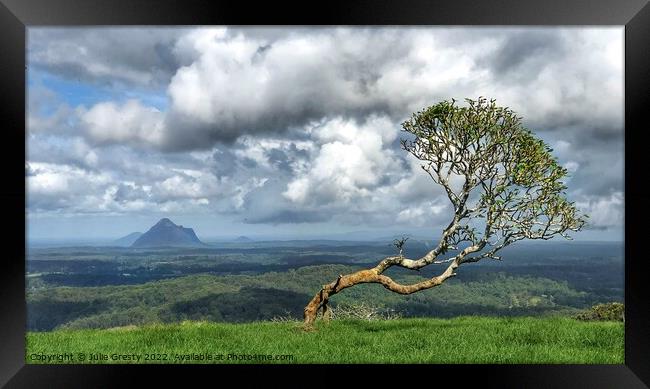Lone Tree in Glass House Mountains Queensland Framed Print by Julie Gresty