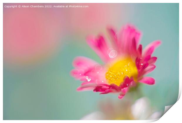 Pink Daisy  Print by Alison Chambers