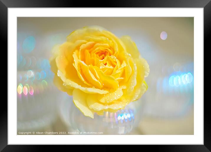 Yellow Rose Bokeh Framed Mounted Print by Alison Chambers