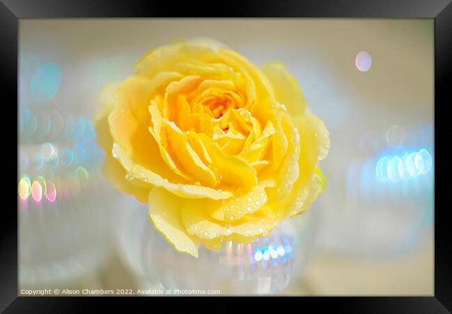 Yellow Rose Bokeh Framed Print by Alison Chambers