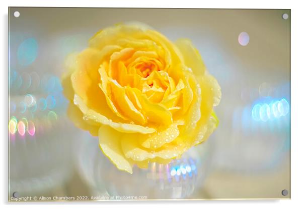 Yellow Rose Bokeh Acrylic by Alison Chambers