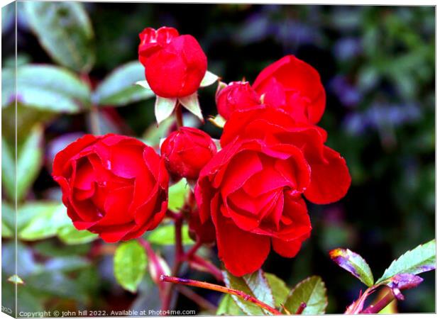 Red Roses Canvas Print by john hill