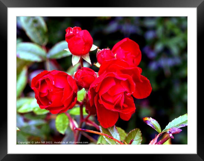 Red Roses Framed Mounted Print by john hill