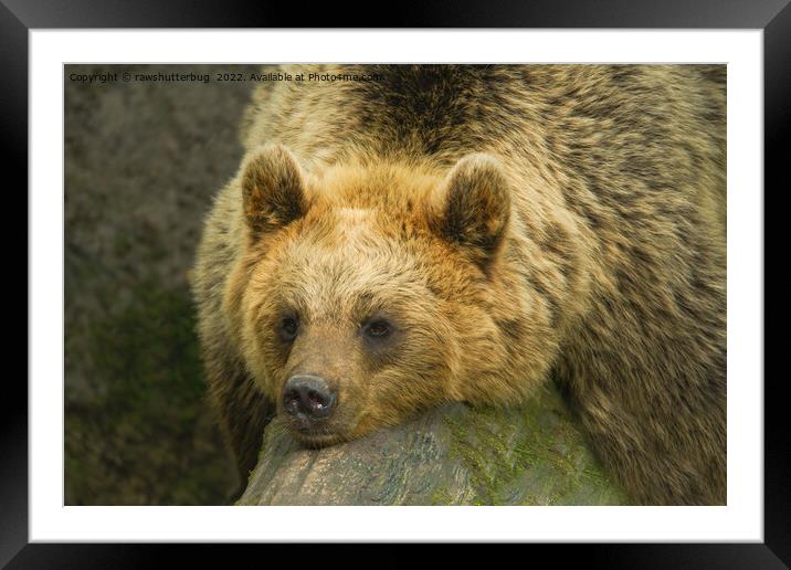 Resting Brown Bear  Framed Mounted Print by rawshutterbug 