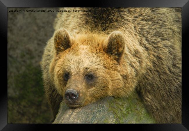 Resting Brown Bear  Framed Print by rawshutterbug 