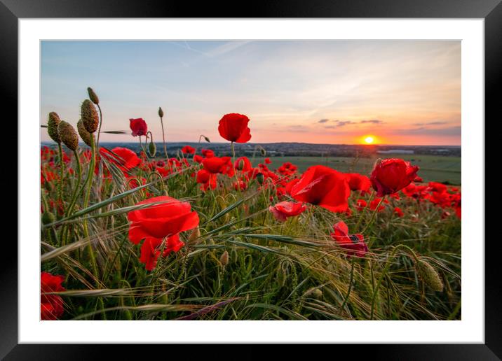 Poppy Field Sunset Framed Mounted Print by J Biggadike