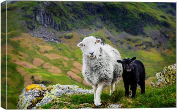 Herdwick Sheep and Lamb Canvas Print by Maggie McCall