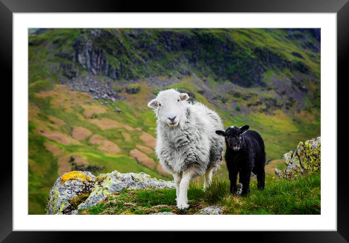Herdwick Sheep and Lamb Framed Mounted Print by Maggie McCall