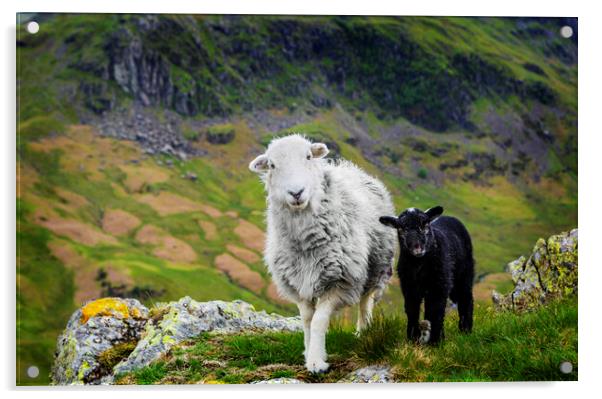 Herdwick Sheep and Lamb Acrylic by Maggie McCall