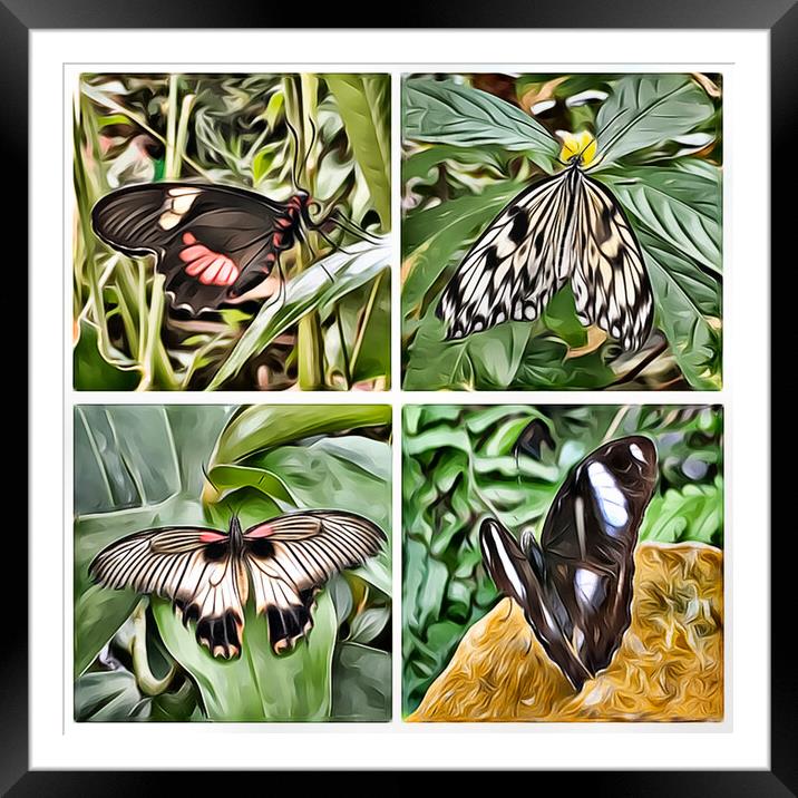 Butterflies 1 (Digital Art Version) Framed Mounted Print by Kevin Maughan