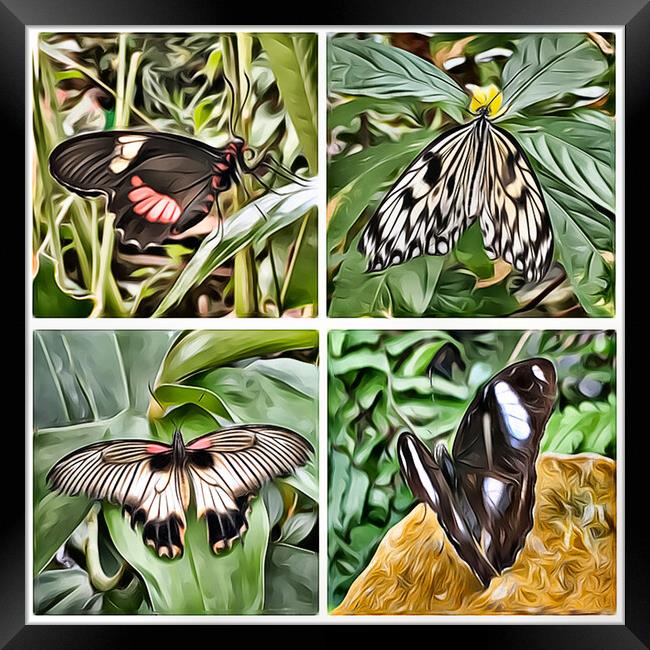 Butterflies 1 (Digital Art Version) Framed Print by Kevin Maughan