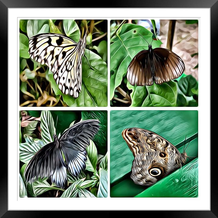 Butterflies 2 (Digital Art Version) Framed Mounted Print by Kevin Maughan