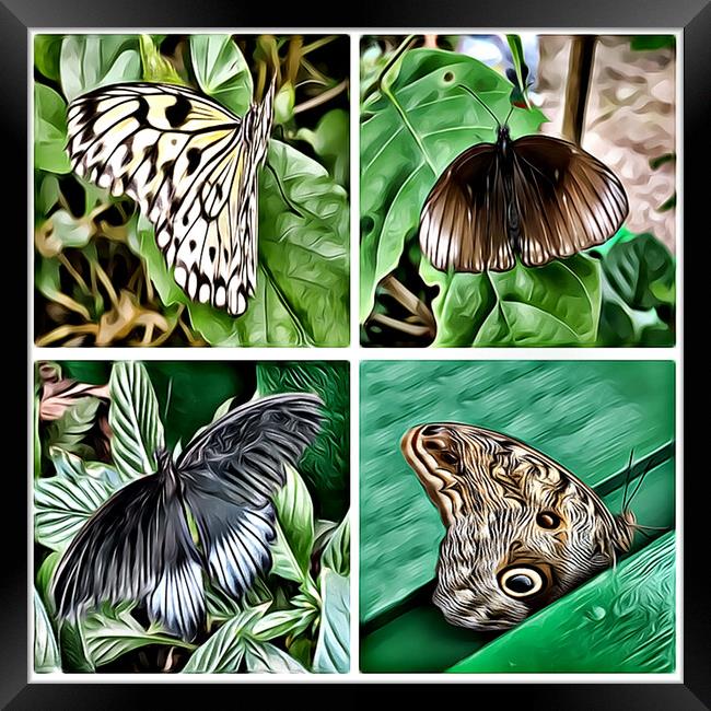 Butterflies 2 (Digital Art Version) Framed Print by Kevin Maughan