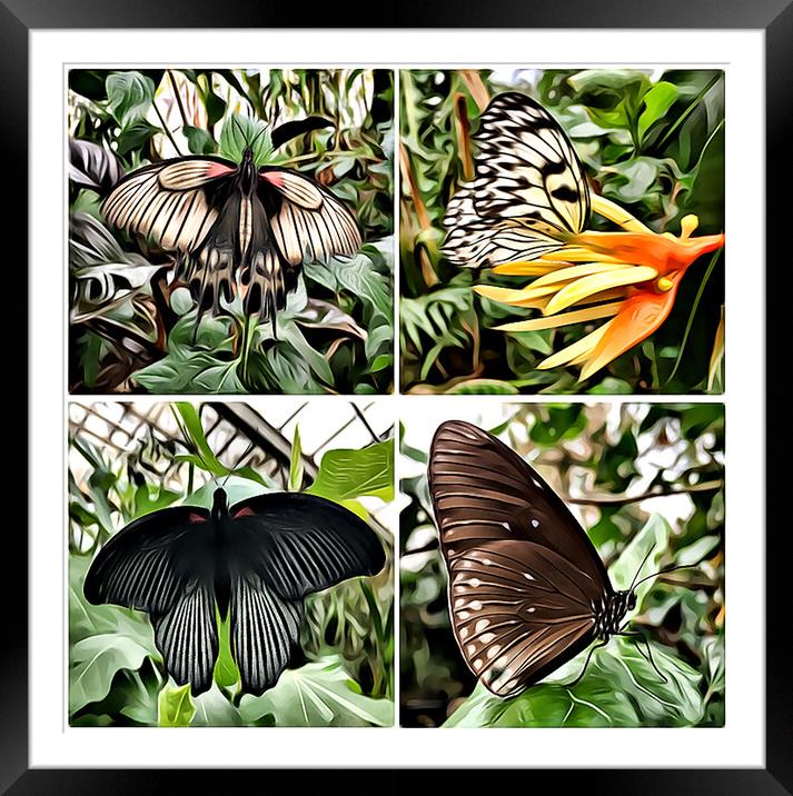 Butterflies 3 (Digital Art Version) Framed Mounted Print by Kevin Maughan