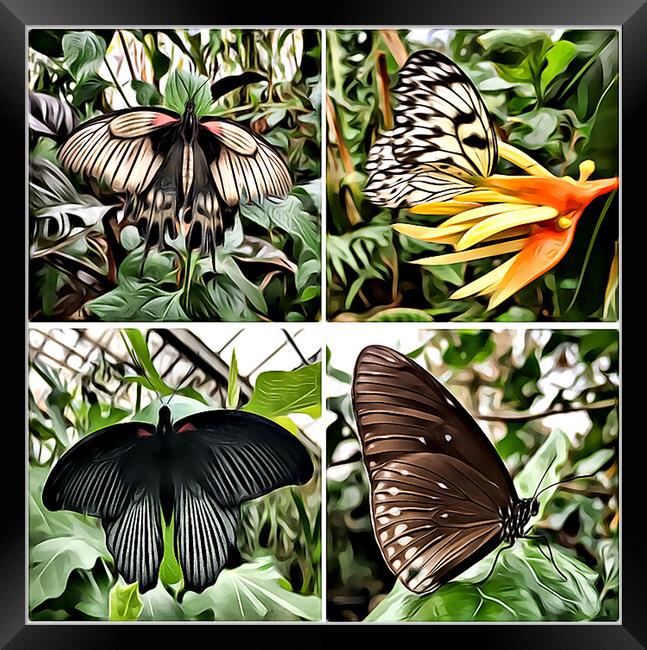 Butterflies 3 (Digital Art Version) Framed Print by Kevin Maughan