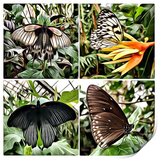 Butterflies 3 (Digital Art Version) Print by Kevin Maughan
