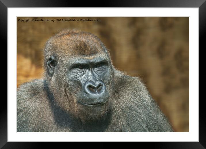 Gorilla Lope Framed Mounted Print by rawshutterbug 