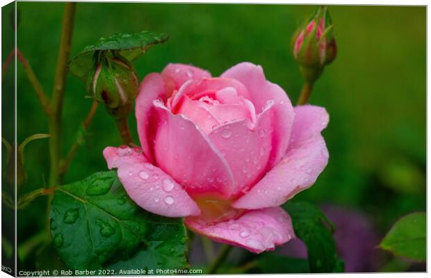 Pink rose with raindrops Canvas Print by Rob Barber