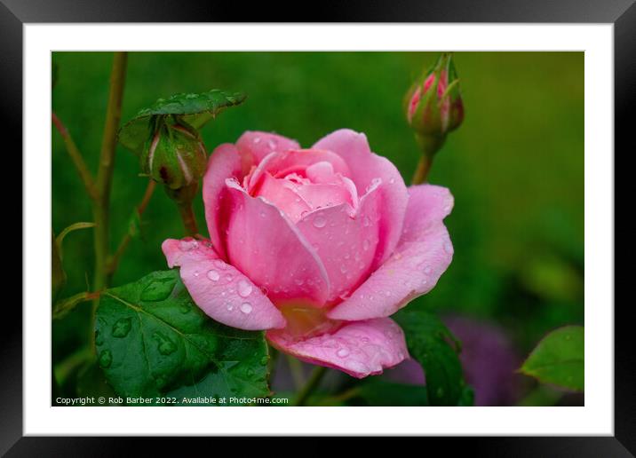 Pink rose with raindrops Framed Mounted Print by Rob Barber