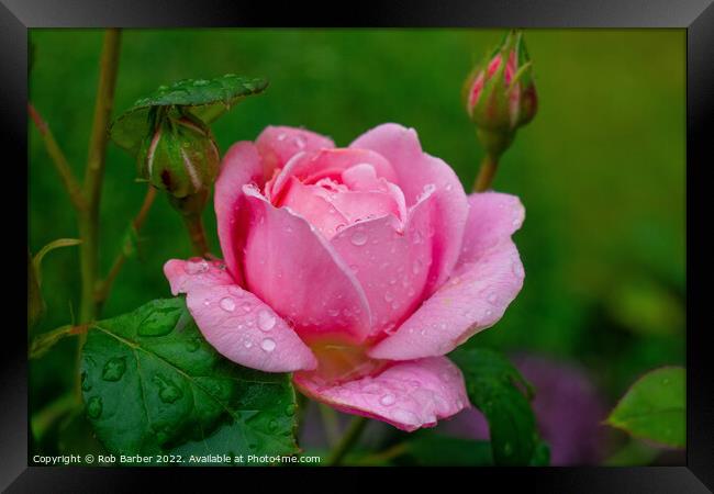 Pink rose with raindrops Framed Print by Rob Barber