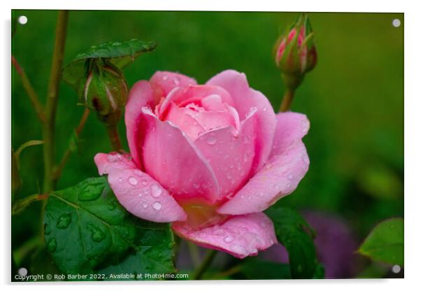 Pink rose with raindrops Acrylic by Rob Barber