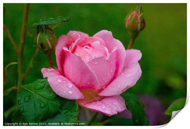 Pink rose with raindrops Print by Rob Barber
