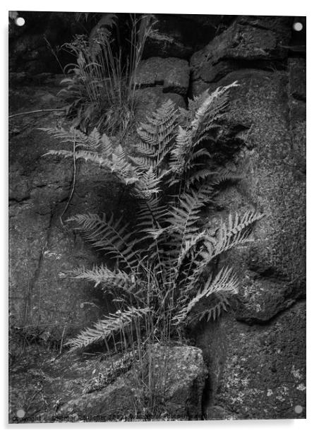 Fern and Rock Nature Detail Acrylic by Dietmar Rauscher