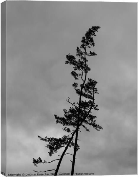 Crooked Pine Trees Silhouette in Karlovy Vary Canvas Print by Dietmar Rauscher