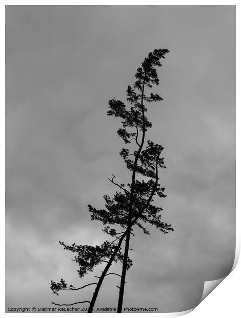 Crooked Pine Trees Silhouette in Karlovy Vary Print by Dietmar Rauscher