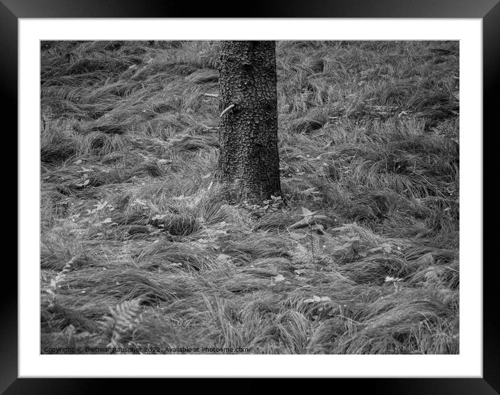 Grass and Tree Trunk Minimalist Nature Detail Framed Mounted Print by Dietmar Rauscher
