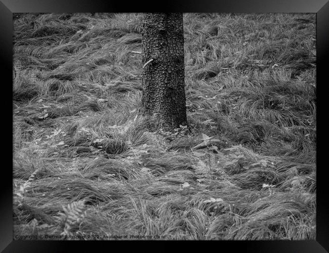 Grass and Tree Trunk Minimalist Nature Detail Framed Print by Dietmar Rauscher