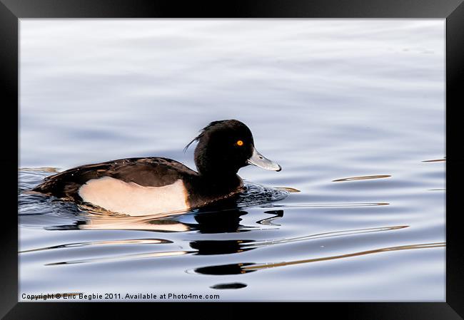 Tufted Duck Male Framed Print by Eric Begbie