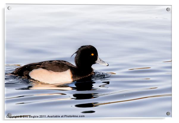 Tufted Duck Male Acrylic by Eric Begbie