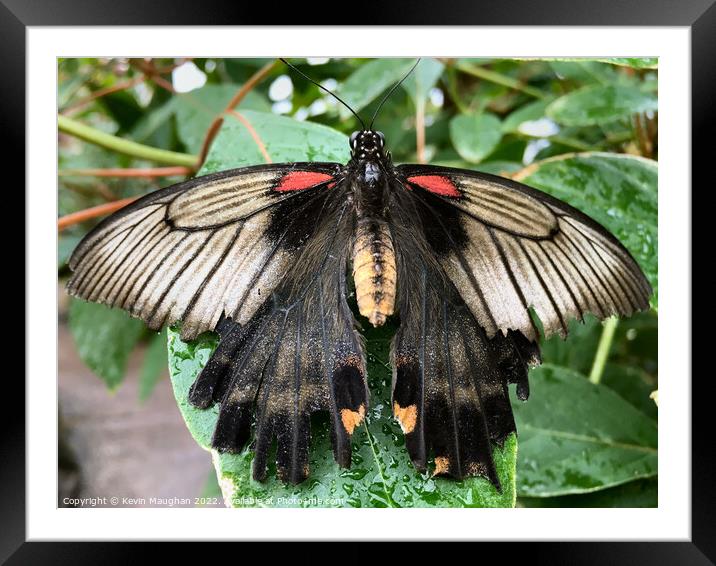 Butterfly Close Up Framed Mounted Print by Kevin Maughan