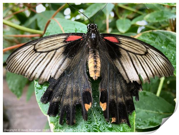 Butterfly Close Up Print by Kevin Maughan