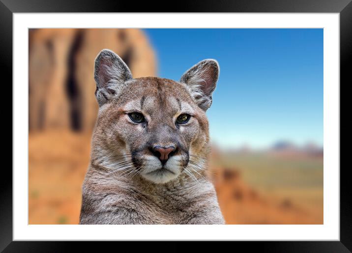 Cougar in Arizona Framed Mounted Print by Arterra 