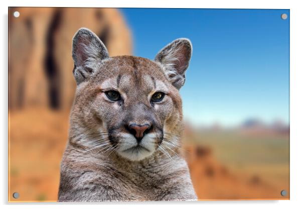Cougar in Arizona Acrylic by Arterra 