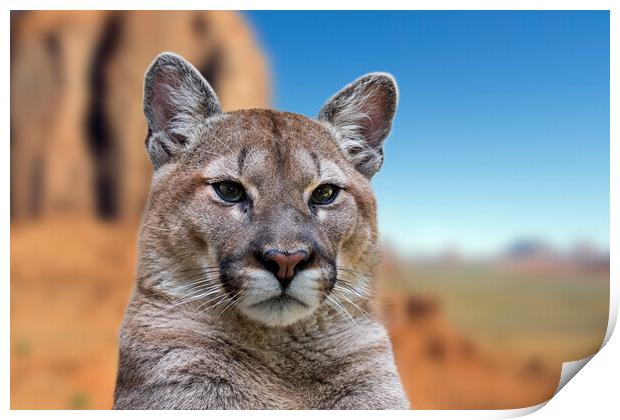 Cougar in Arizona Print by Arterra 
