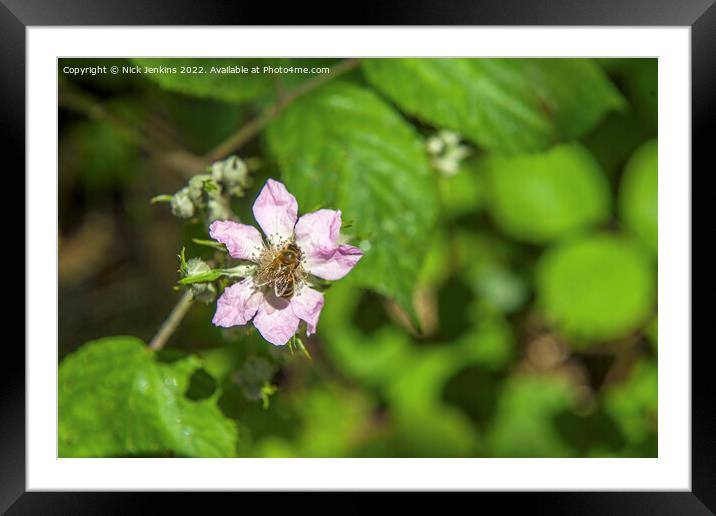 Blackberry flower with bee on it Framed Mounted Print by Nick Jenkins