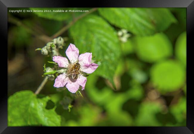 Blackberry flower with bee on it Framed Print by Nick Jenkins
