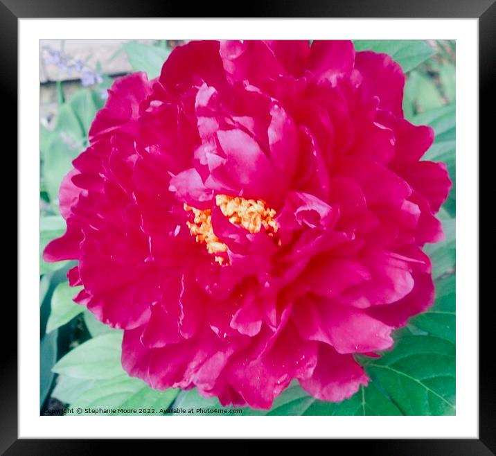 Pink Dahlia Framed Mounted Print by Stephanie Moore