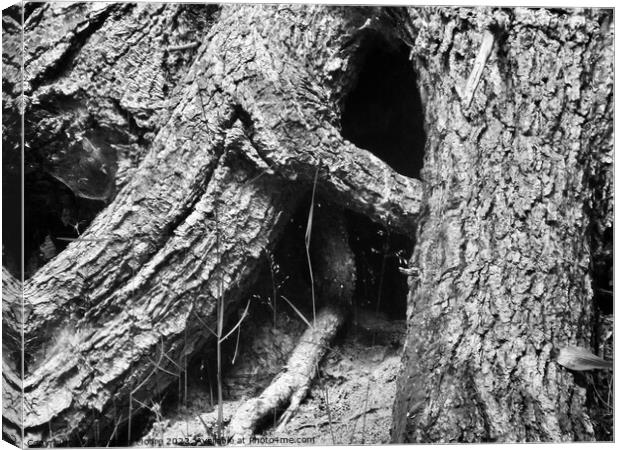 large tree roots Canvas Print by Stephanie Moore