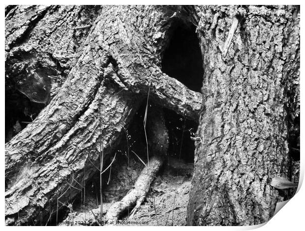 large tree roots Print by Stephanie Moore