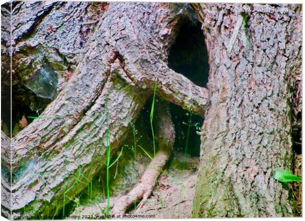 Large tree roots Canvas Print by Stephanie Moore