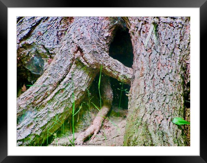 Large tree roots Framed Mounted Print by Stephanie Moore
