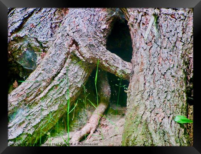 Large tree roots Framed Print by Stephanie Moore