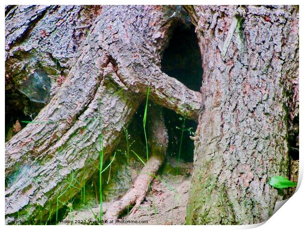 Large tree roots Print by Stephanie Moore