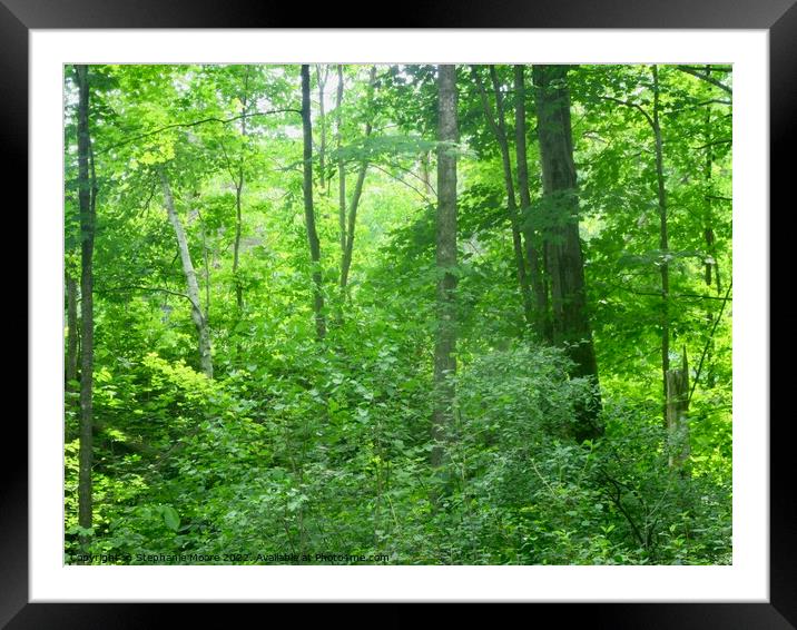 Gatineau Forest Framed Mounted Print by Stephanie Moore